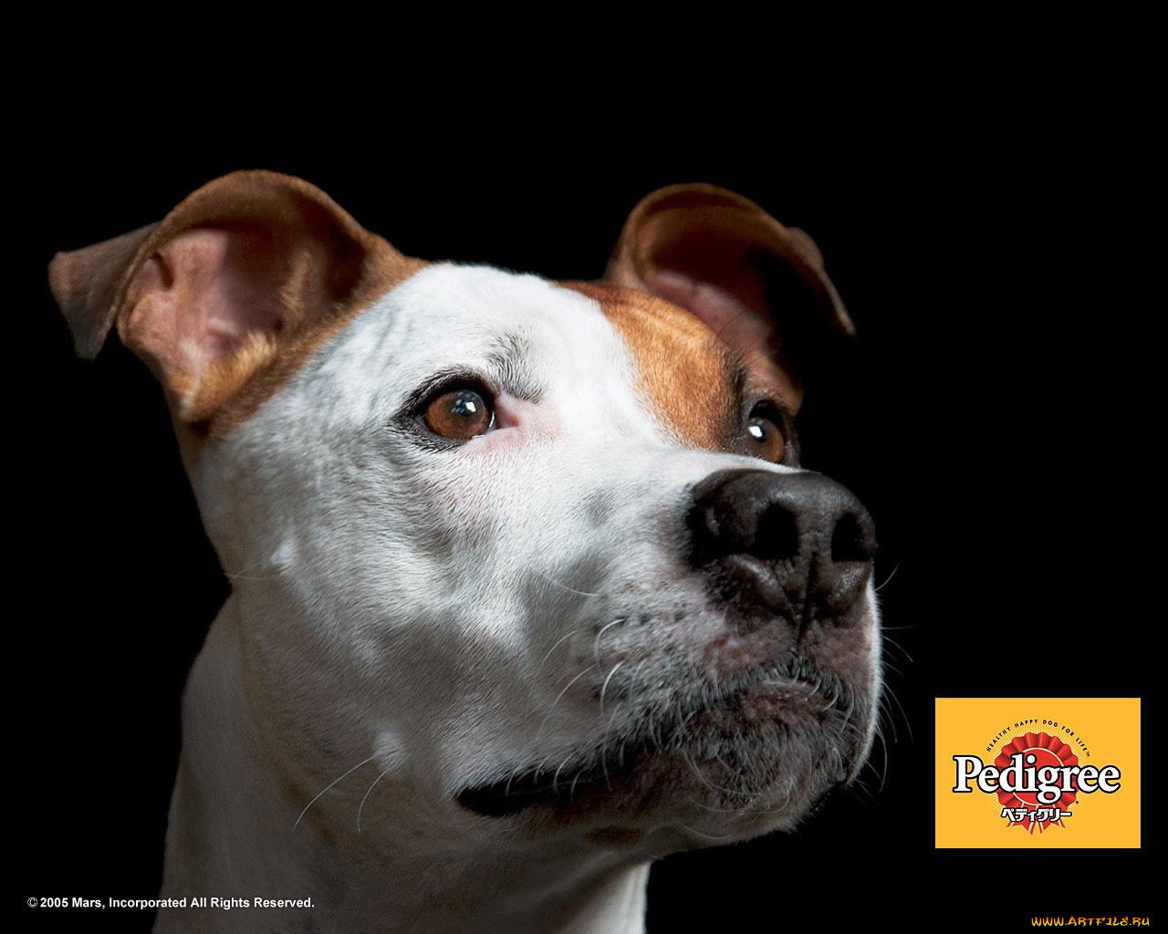 , pedigree